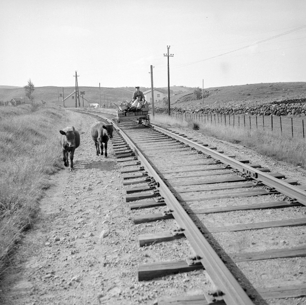 Schwarzes und weißes Foto von zwei Kühen, die auf Bahngleisen gehen, mit einer Person, die auf einem Fahrzeug im Vordergrund sitzt, Gras und einem Zaun auf beiden Seiten der Gleise und Masten, Häusern, Bäumen und dem Himmel im Hintergrund.