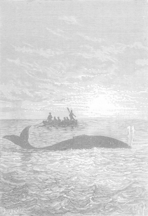 Schwarz-weiß-Illustration eines Buckelwals im Meer mit einem Boot voller Menschen im Hintergrund, betitelt "Buckelwal von William Hogarth" unten.