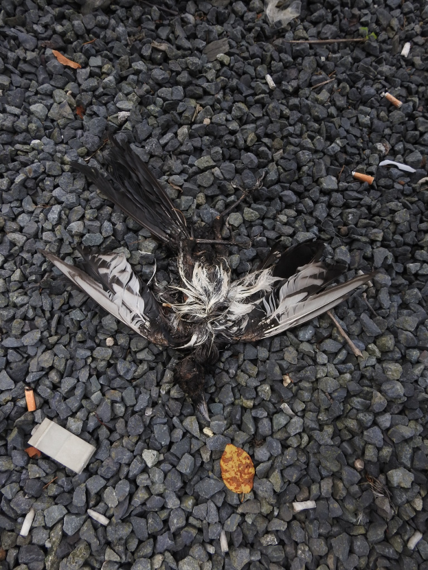 Ein totes Vogels liegt auf dem Boden neben einer Zigarette, umgeben von Steinen und einem Blatt.