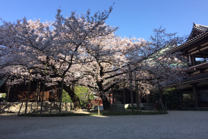 Kirschblüten in voller Blüte vor einem Gebäude, umgeben von saftigem Gras und Bäumen, mit einem klaren blauen Himmel im Hintergrund.