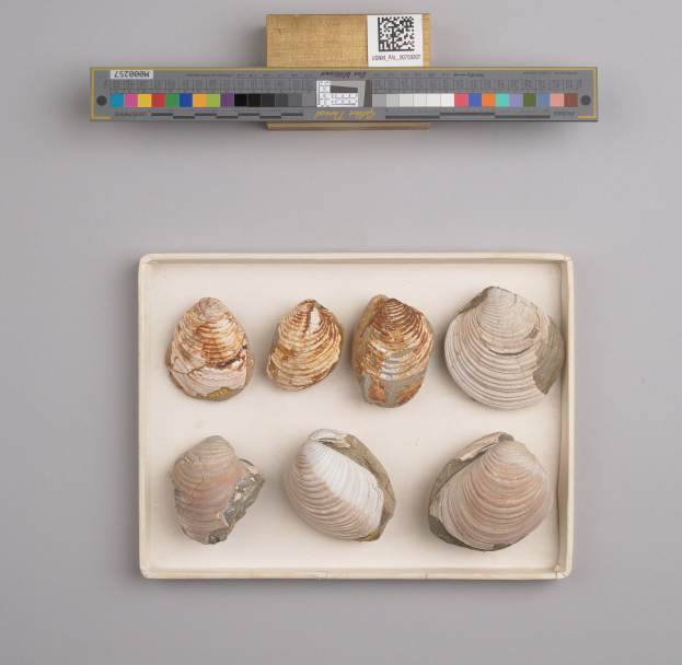 Ein Tablett mit verschiedenen Quahog-Schalen, ordentlich angeordnet, mit einer Waage in der Mitte und einem Barcode in der rechten unteren Ecke.