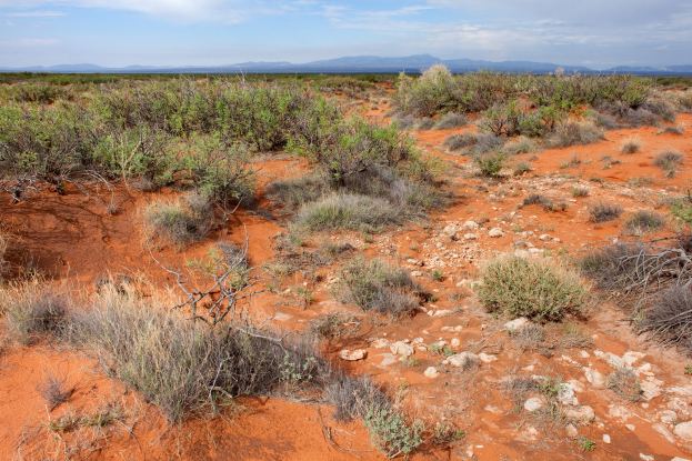 Wüstenlandschaft mit rotem Sand, spärlicher Vegetation, Hügeln und bewölktem Himmel.