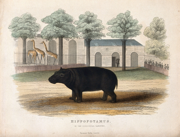 Ein Hippopotamus in einem Zoo-Gelände mit Bäumen, einem Zaun, einem Gebäude und ein paar Menschen im Hintergrund, mit Text unten.