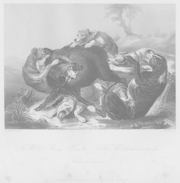 Schwarze und weiße Radierung einer Wildschweinjagd mit Tieren im Vordergrund und Bäumen im Hintergrund, einschließlich Text unten.