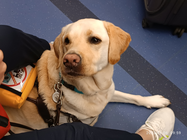Ein gelber Labrador Retriever mit einem Gürtel um den Hals und einer Tasche auf dem Rücken sitzt neben einer Person, mit einem Koffer rechts in einer Flughafen-Szene.