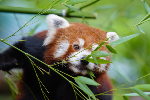 Ein roter Panda frisst Bambus in einem Zoo, umgeben von saftig grünen Blättern, mit einem unscharfen Hintergrund.