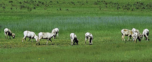 Eine Herde Schafe auf einer grünen Wiese grasend, umgeben von Pflanzen.