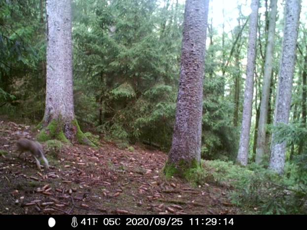 Ein Hirsch läuft durch einen bewaldeten Bereich mit Bäumen, Pflanzen und trockenen Blättern auf dem Boden, aufgenommen von einer Trailkamera, mit Text am unteren Bildrand.