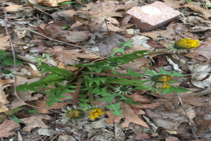 Ein gewöhnlicher Löwenzahn mit leuchtend gelben Blüten und grünen Blättern, die aus dem Boden wachsen, umgeben von trockenen Blättern und einem Backstein.