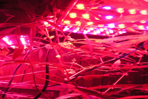 Drei Männer Festgenommen wegen Cannabis-Anbau