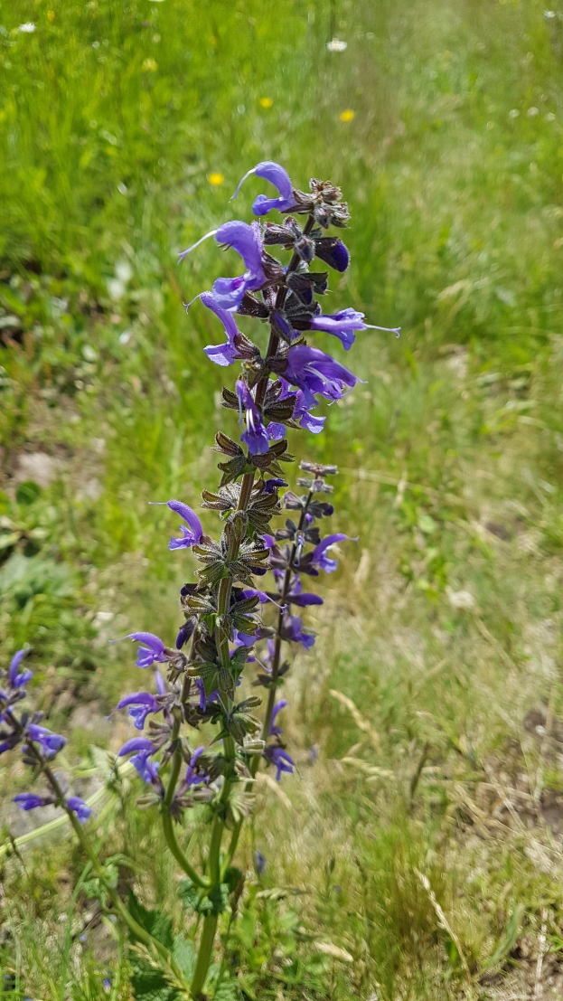 Ein Feld-Kleeblatt mit lila Blumen in einer grasbewachsenen Fläche umgeben von anderer Vegetation.